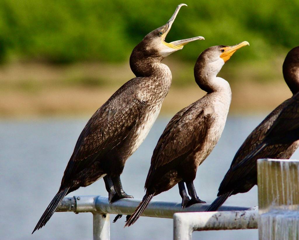 Great Cormorant with Double-crested Cormorant by Dan Irizarry is licensed under CC BY-SA 2.0.